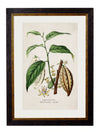 C.1877 Tea, Coffee, and Chocolate Plants - Aurina Ltd