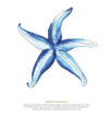 Framed Starfish Print - Aurina Ltd