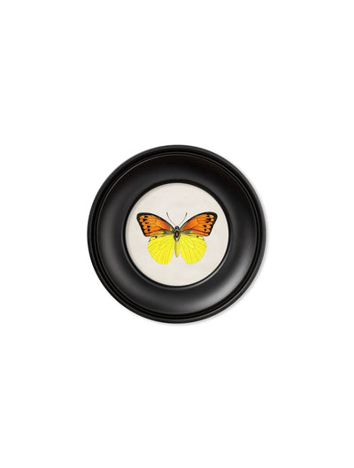 C. 1835 COLLECTION OF BUTTERFLIES IN SMALL ROUND FRAMES - Aurina Ltd