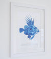 Framed John Dory Print - Aurina Ltd