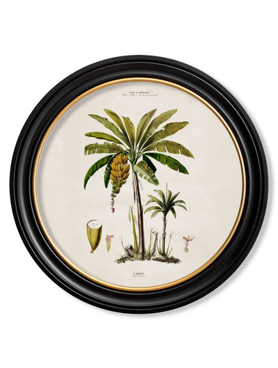 C.1843 Studies of South American Palm Trees in Round Frames - Aurina Ltd