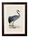 C.1850’s British Wading Birds - Aurina Ltd