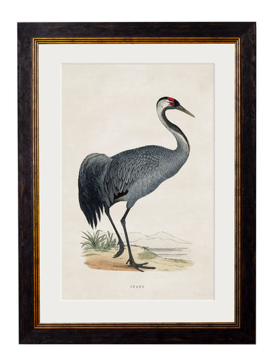 C.1850’s British Wading Birds - Aurina Ltd