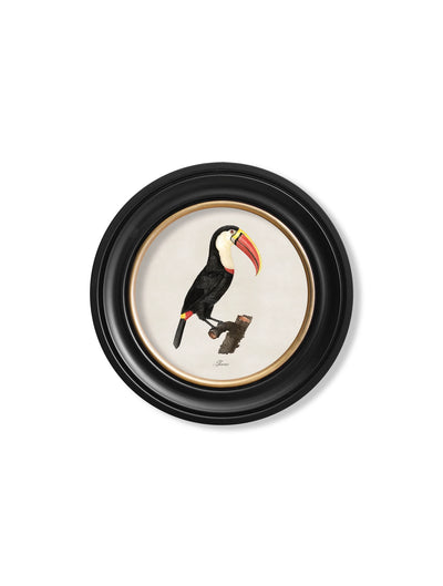 C.1809 Toucans - Round Frame - Aurina Ltd