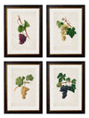C.1817 Collection of Botanical Grapes - Aurina Ltd