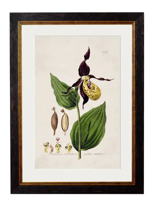 C.1837 BRITISH FLOWERING PLANTS FRAMED PRINTS - Aurina Ltd