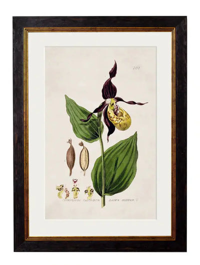 C.1837 BRITISH FLOWERING PLANTS FRAMED PRINTS - Aurina Ltd