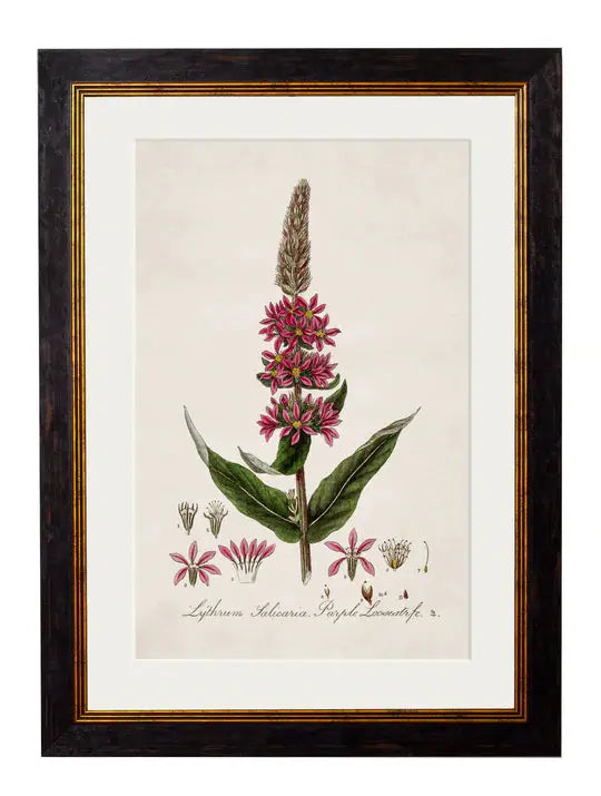 C.1837 BRITISH FLOWERING PLANTS FRAMED PRINTS - Aurina Ltd