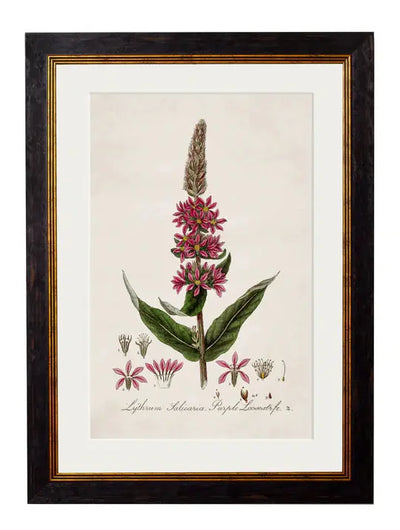 C.1837 BRITISH FLOWERING PLANTS FRAMED PRINTS - Aurina Ltd