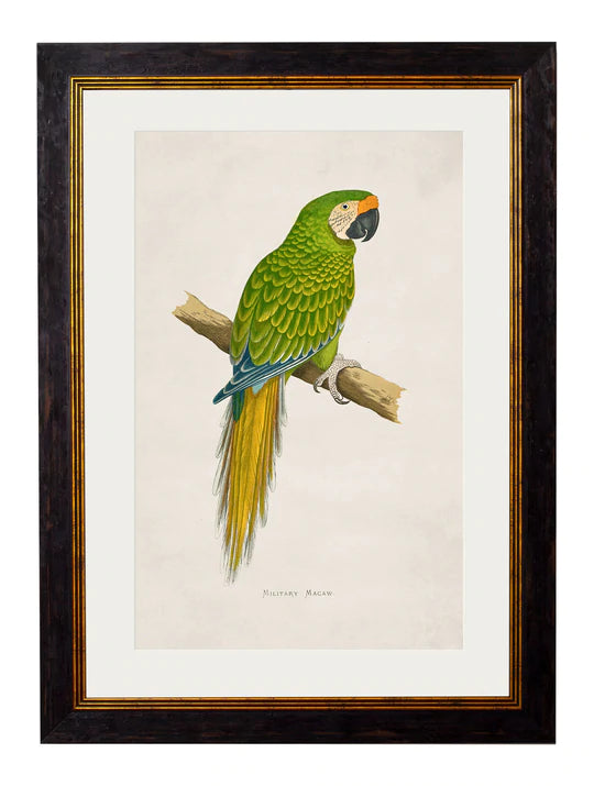 C.1884 MACAWS PRINTS - Aurina Ltd